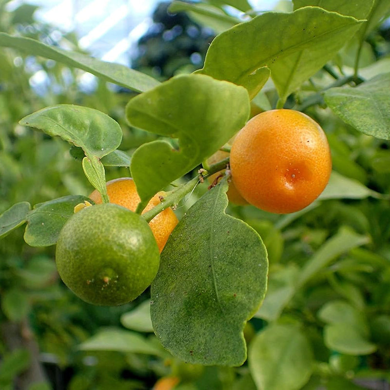 Mixed orange seeds for planting multiple sweet citrus varieties