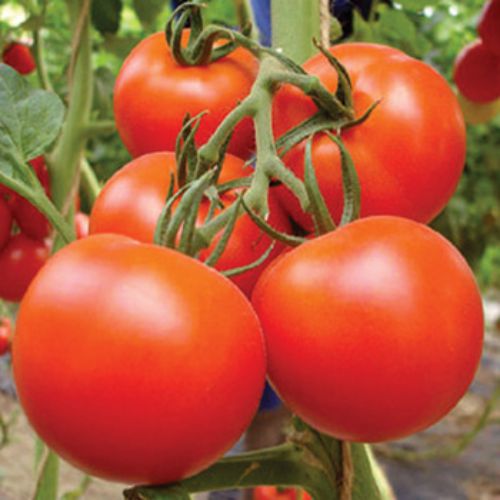 Mixed tomato seeds for planting in home gardens