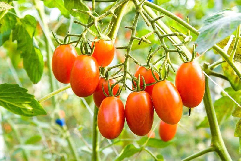Mixed tomato seeds Solanum lycopersicum for planting
