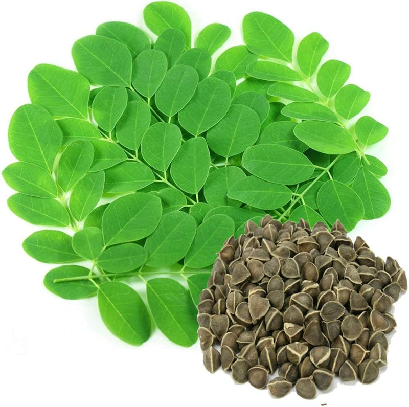 Moringa oleifera seeds for planting in garden