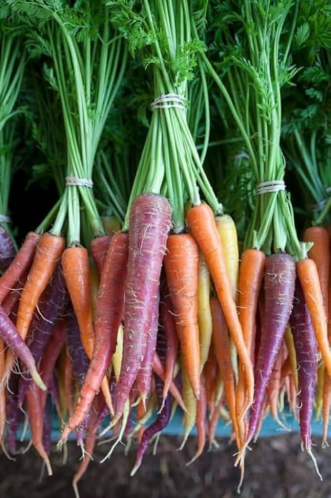 Daucus carota Multi-Colored Carrot seeds for planting in vegetable patch and garden