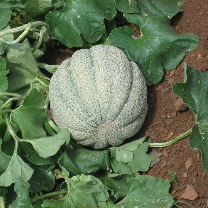 Musk Melon Seeds for Planting, Easy Guide for Growing Sweet, Juicy Melons