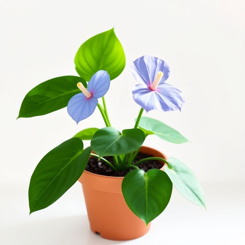 Anthurium Linden Sky Blue Flower Seeds for Planting - Elegant Tropical Blooms