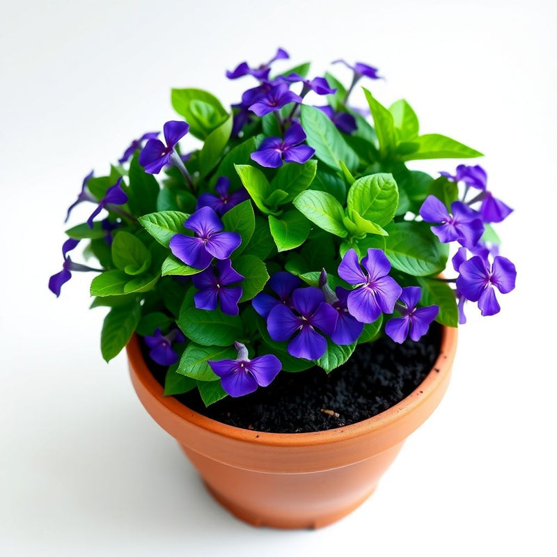 Violet Vinca Periwinkle Seeds for Planting - Beautiful Blooms