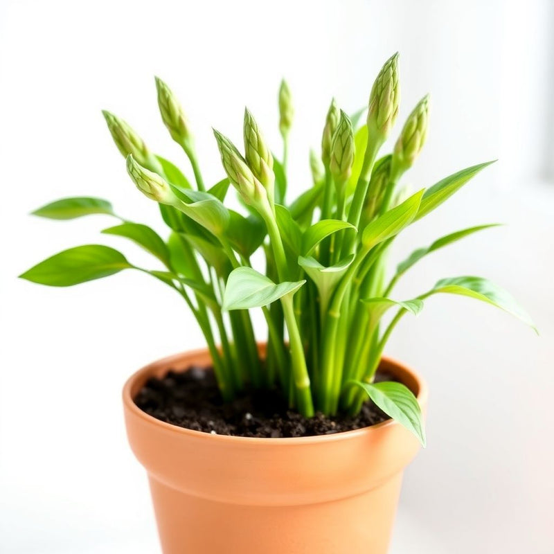 Green Asparagus Mary Washington Seeds for Perennial Planting