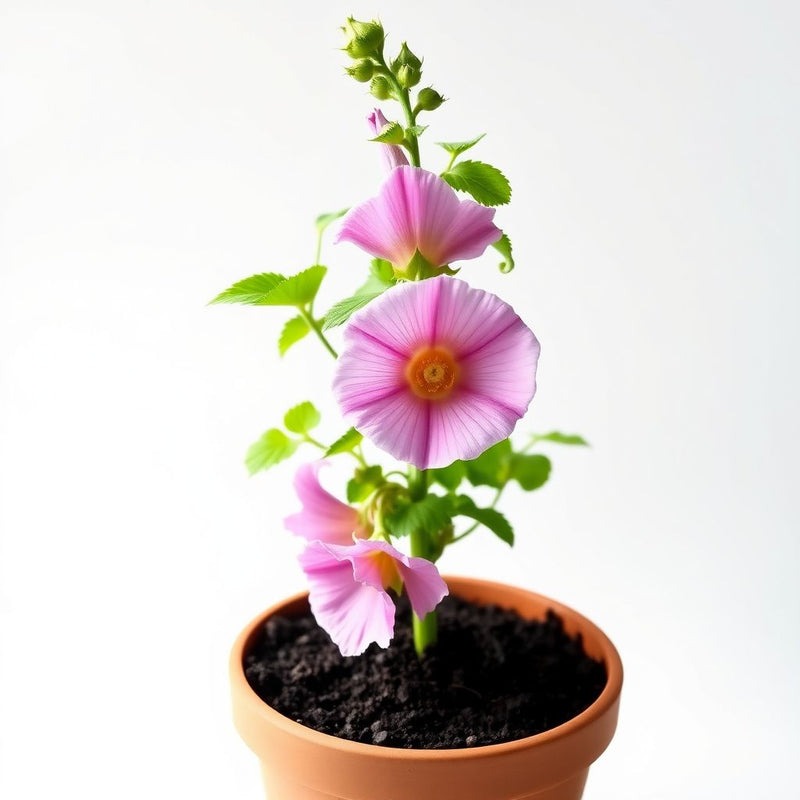Baby Pink Hollyhock Flower seeds for Planting - Hardy Variety, Heirloom & GMO Free Seeds for Home Garden