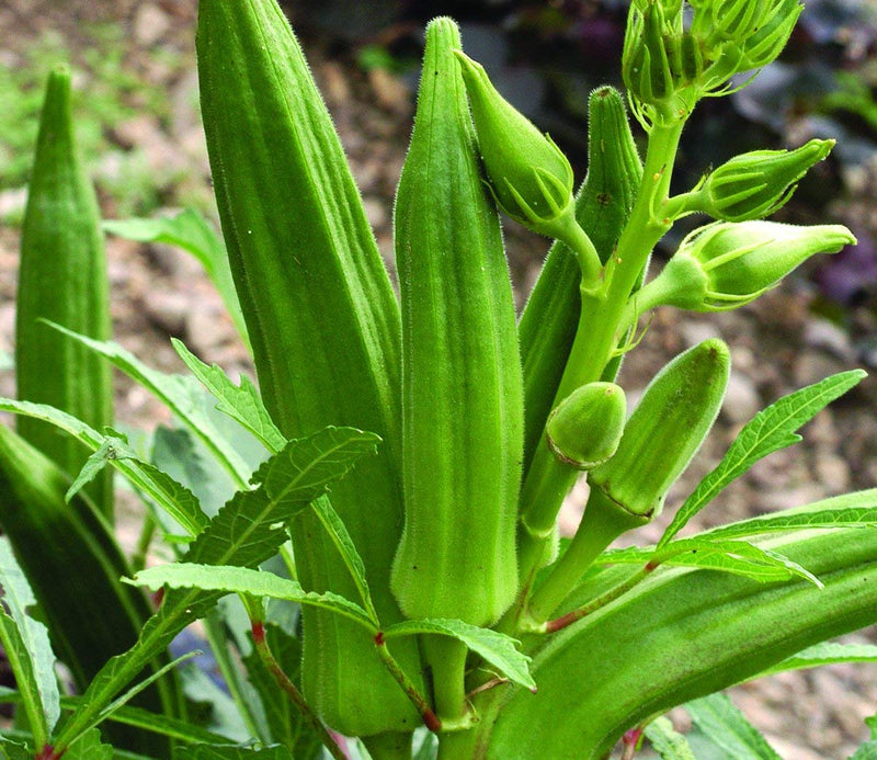 Okra Abelmoschus esculentus seeds for planting