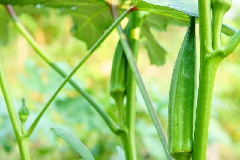 Okra seeds for planting non GMO high yield variety