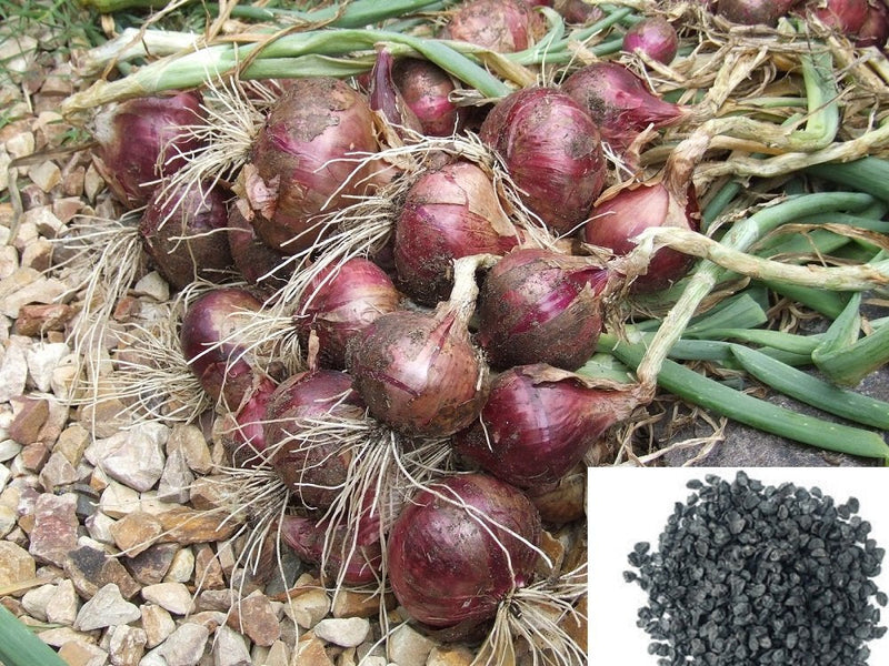 Onion seeds for planting non GMO high yield variety