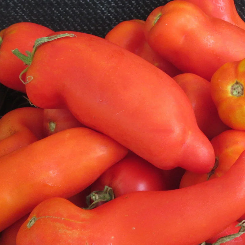 Red Opalka Vegetable Seeds - Easy Planting for Home Gardens