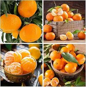 Orange seeds Citrus sinensis for planting in garden and orchard