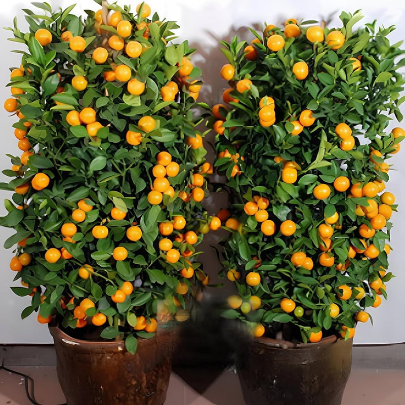 Orange seeds for planting Citrus sinensis