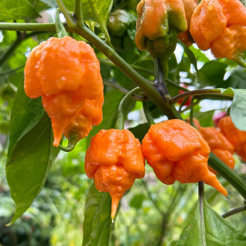 Trinidad Moruga Orange Seeds for Planting