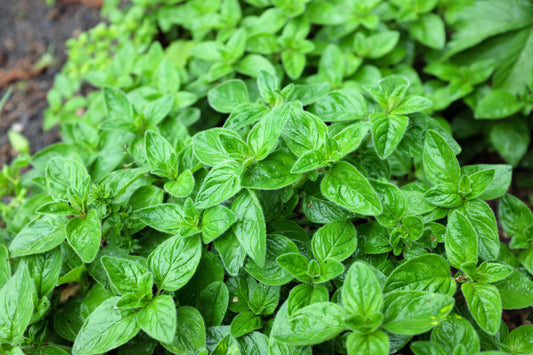 Oregano Seeds Origanum Vulgare Purple Butterfly Flowers