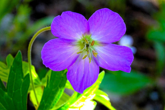 Packet of Oregon Geranium seeds for planting