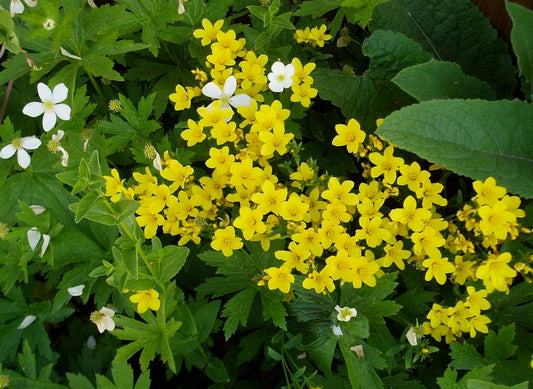 Organic Golden Flax plant with bright yellow flowers in garden
