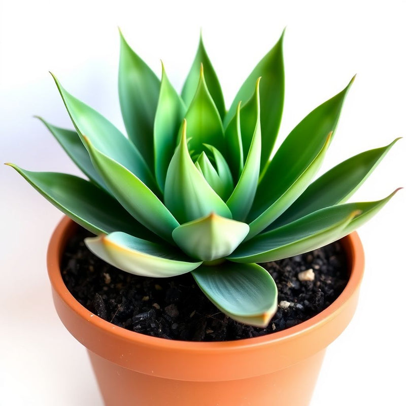 Agave Victoriae Flower seeds for Planting Compact Growth Heirloom & GMO Free Seeds for Home Garden