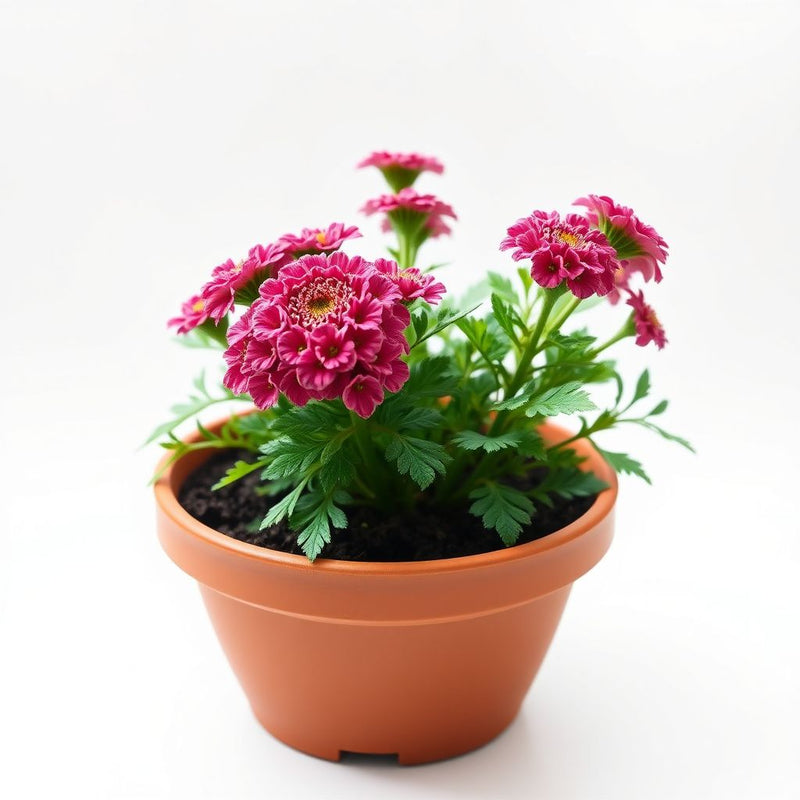 Achillea Seeds for Planting: Grow Colorful Blooms in Your Garden