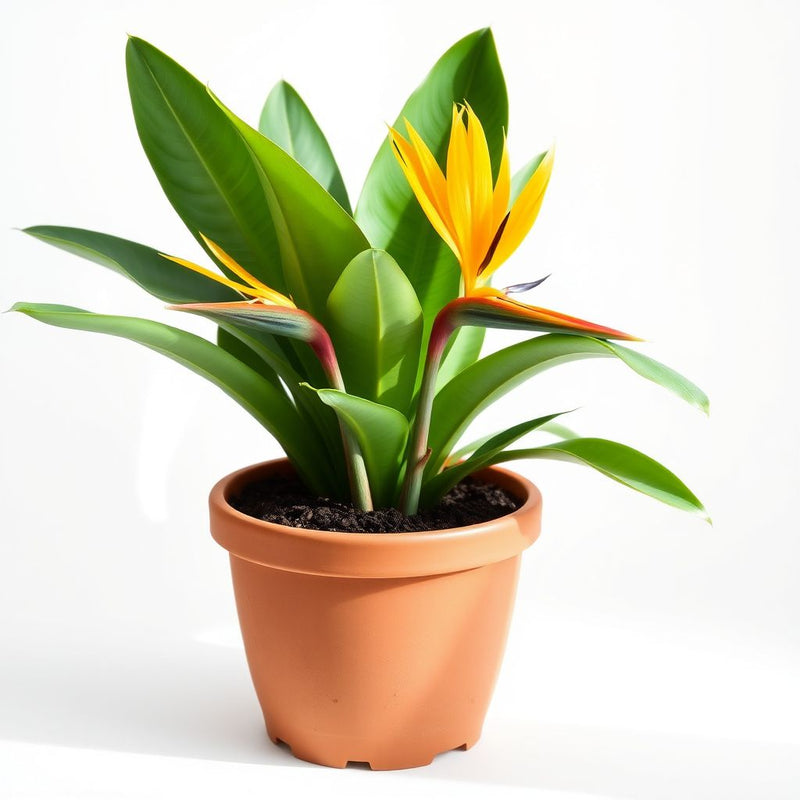Yellow Strelitzia Reginae Flower seeds for Planting Pollinator Friendly Heirloom & GMO Free Seeds for Home Garden
