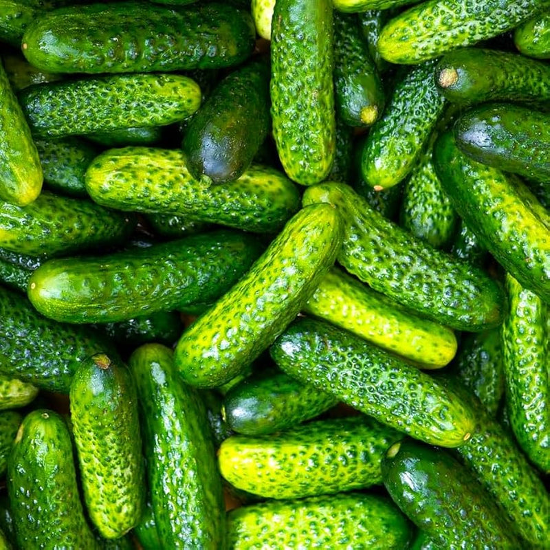 Small crisp cucumbers grown from Parisian Pickle seeds
