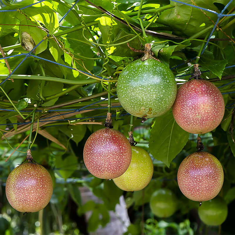 Passiflora incarnata seeds for planting exotic passion flower vines