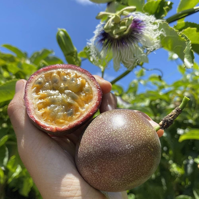 Passion fruit seeds Passiflora edulis sweet exotic tropical vine plant