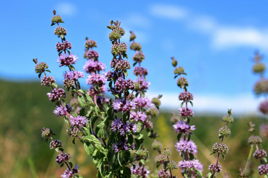 Pennyroyal Mint plant with small purple flowers