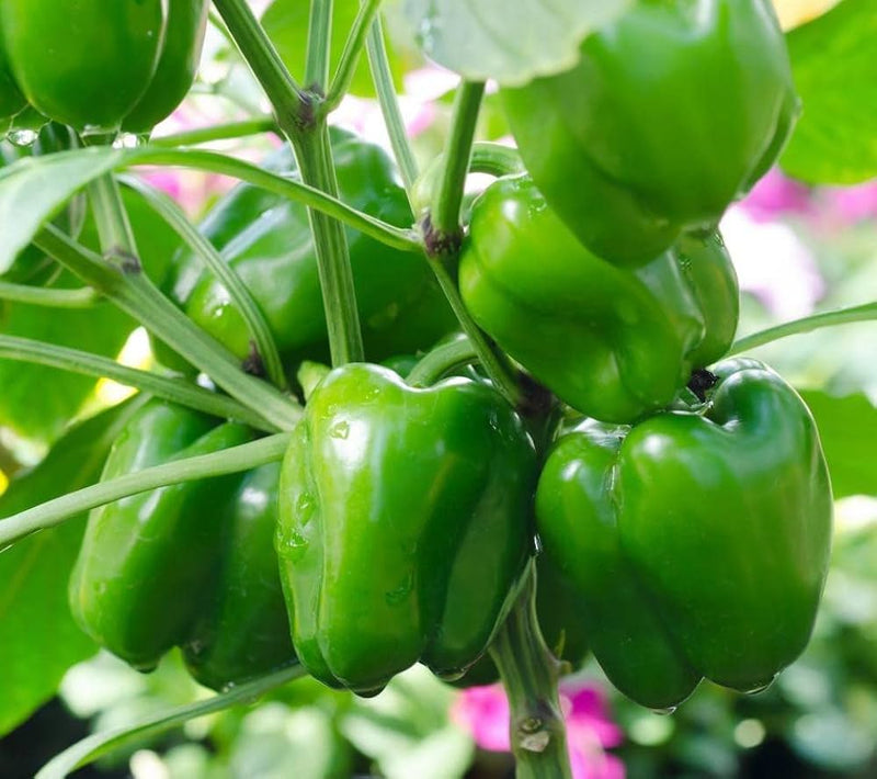 Pepper plants thriving in containers