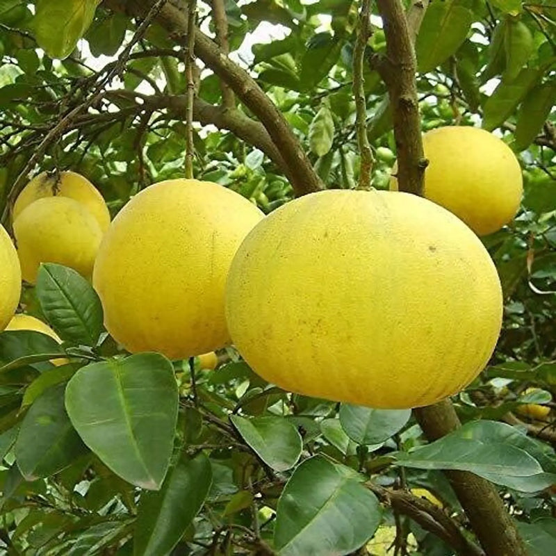 Yellow Mini Pummello Fruit Seeds for Planting