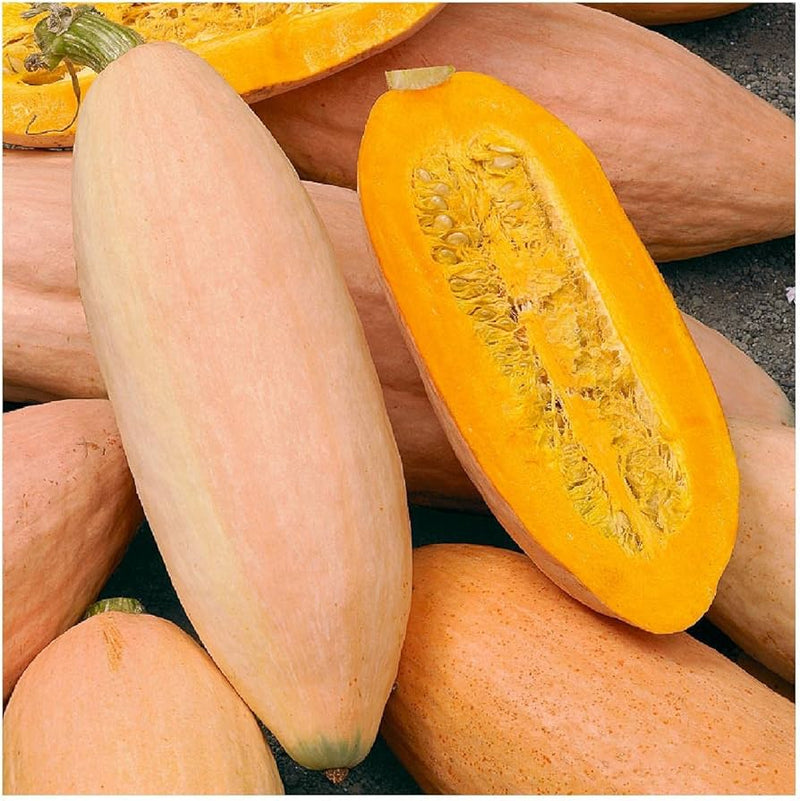 Pink Banana winter squash seeds for planting