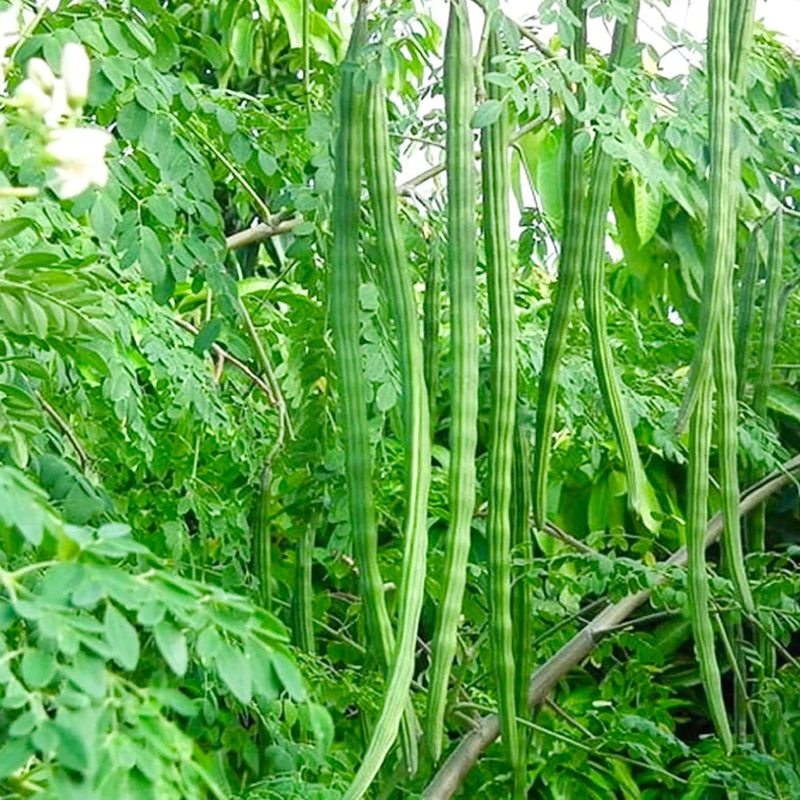 Organic Moringa Oleifera Seeds for Planting