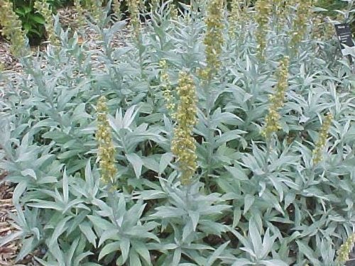Prairie Sage Seeds – Artemisia ludoviciana Non-GMO Fringed Sagebrush Variety