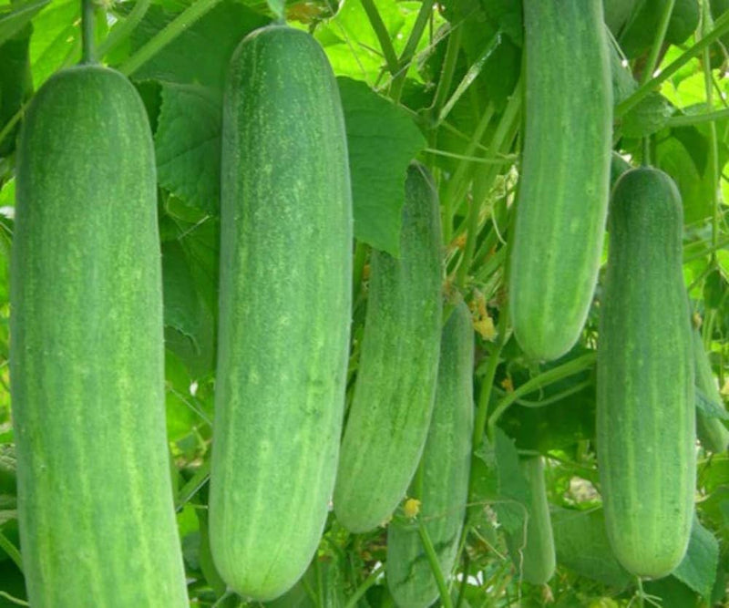 Prestige F1 cucumber seeds for planting