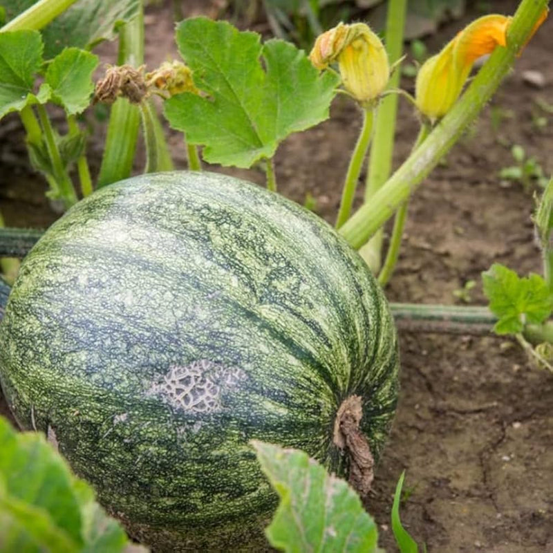 Pumpkin Cucurbita pepo seeds for planting