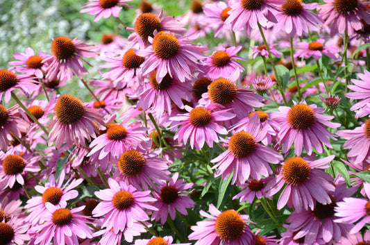 Echinacea Purpurea Purple Coneflower Non-GMO Heirloom Seeds