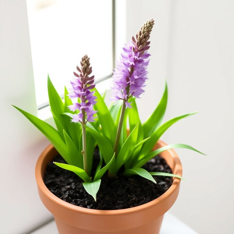 Liatris Flower seeds for Planting - Easy to Grow, Heirloom & GMO Free Seeds for Home Garden