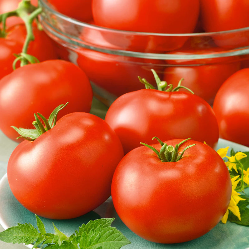 Fresh red tomatoes grown from Red Horizon Tomato Seeds