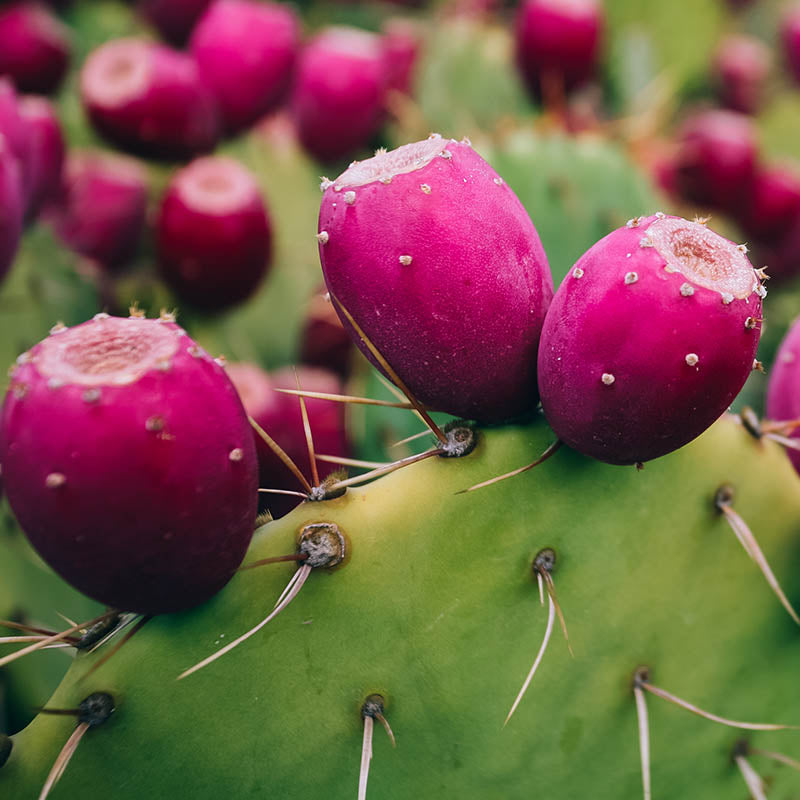 Red Opuntia Ficus Indica Cactus Fruit Seeds for Planting