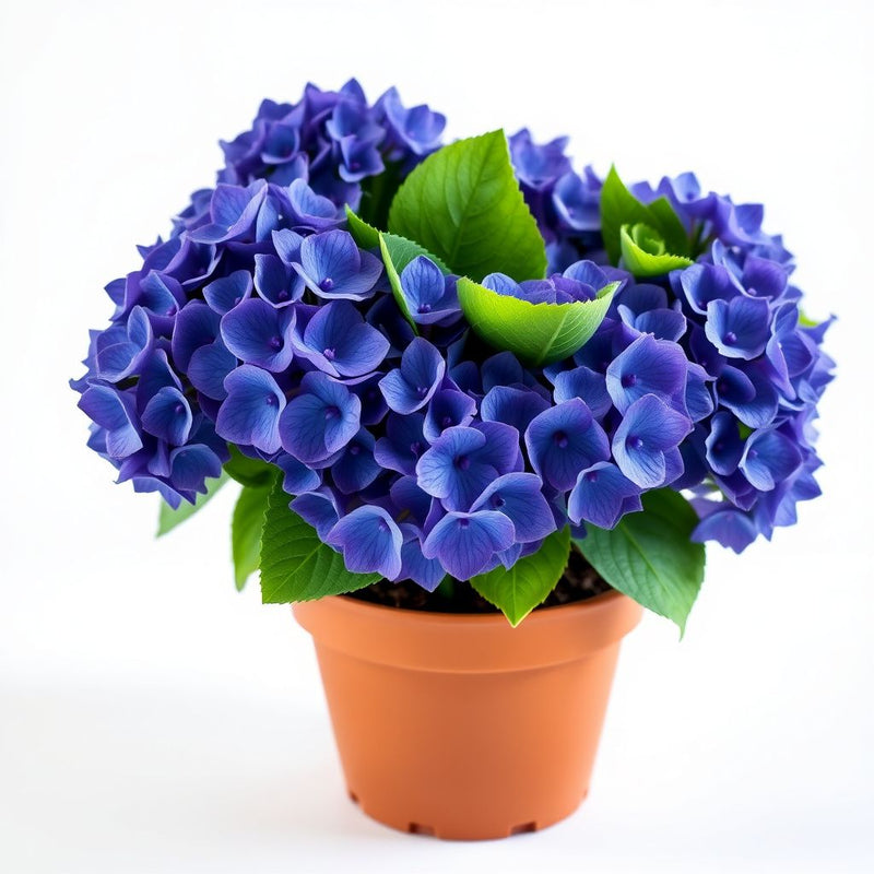 Blue Purple Hydrangea Flower seeds for Planting Long Bloom Season Heirloom & GMO Free Seeds for Home Garden
Sale