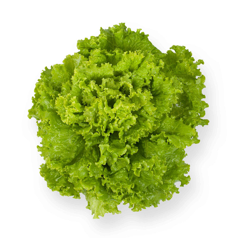 Lactuca sativa Romaine Lettuce seeds for planting in vegetable patch and kitchen garden