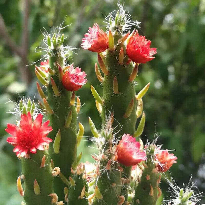 Green Austrocylindropuntia Flower seeds for Planting - Cottage Garden Essential, Heirloom & GMO Free Seeds for Home Garden
Sale seeds for home garden