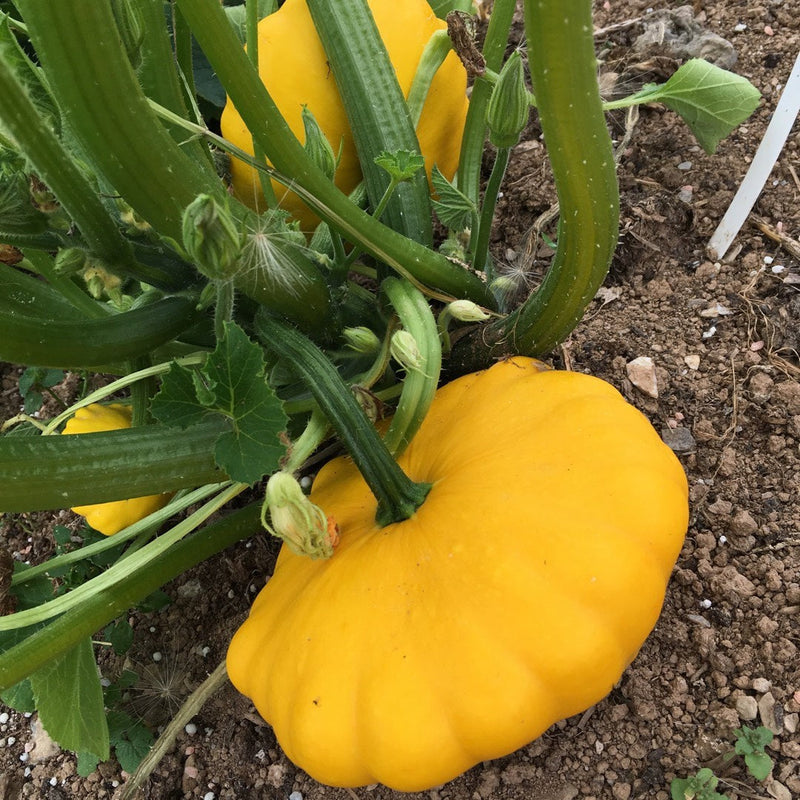 Yellow Scallop Vegetable Seeds Perfect for Planting