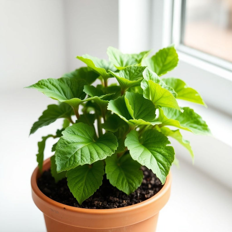 Good King Henry seeds for Planting - Shade Tolerant, Heirloom & GMO Free Seeds for Home Garden