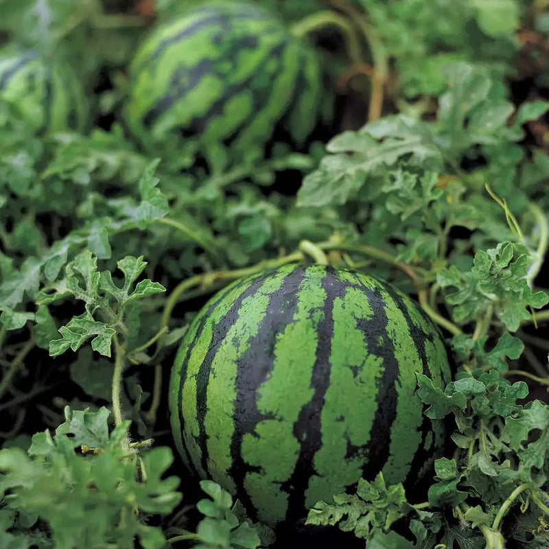 SF184 Hime Kansen Watermelon Seeds for Japanese icebox watermelon growing