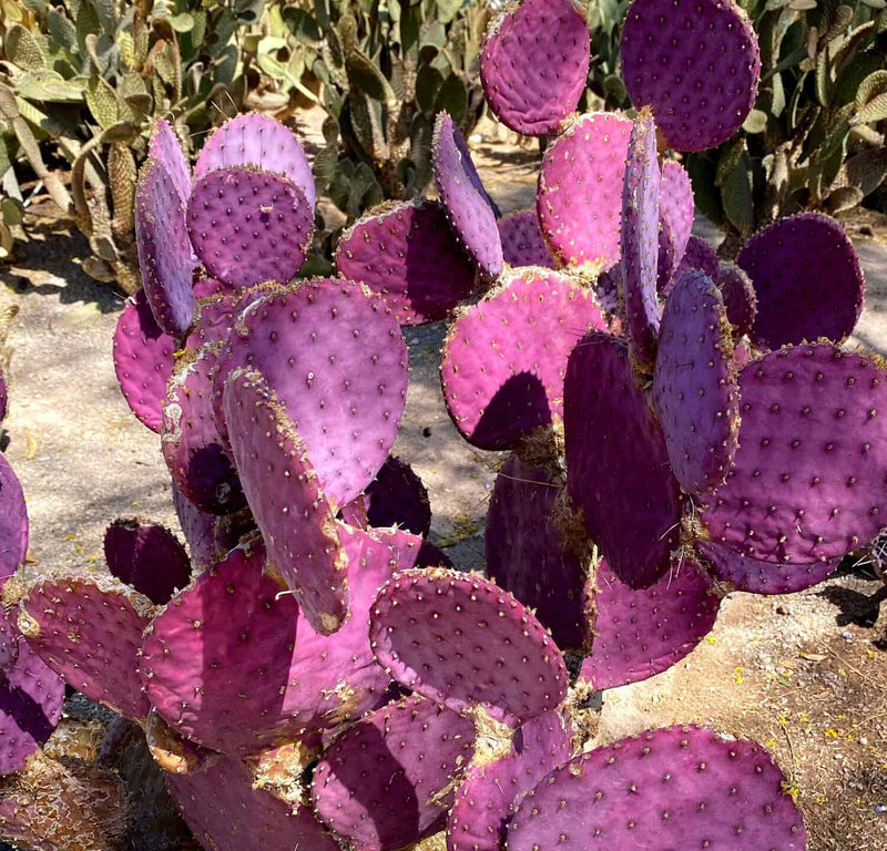 Purple Opuntia Seeds - Ideal for Desert Gardens and Easy Planting