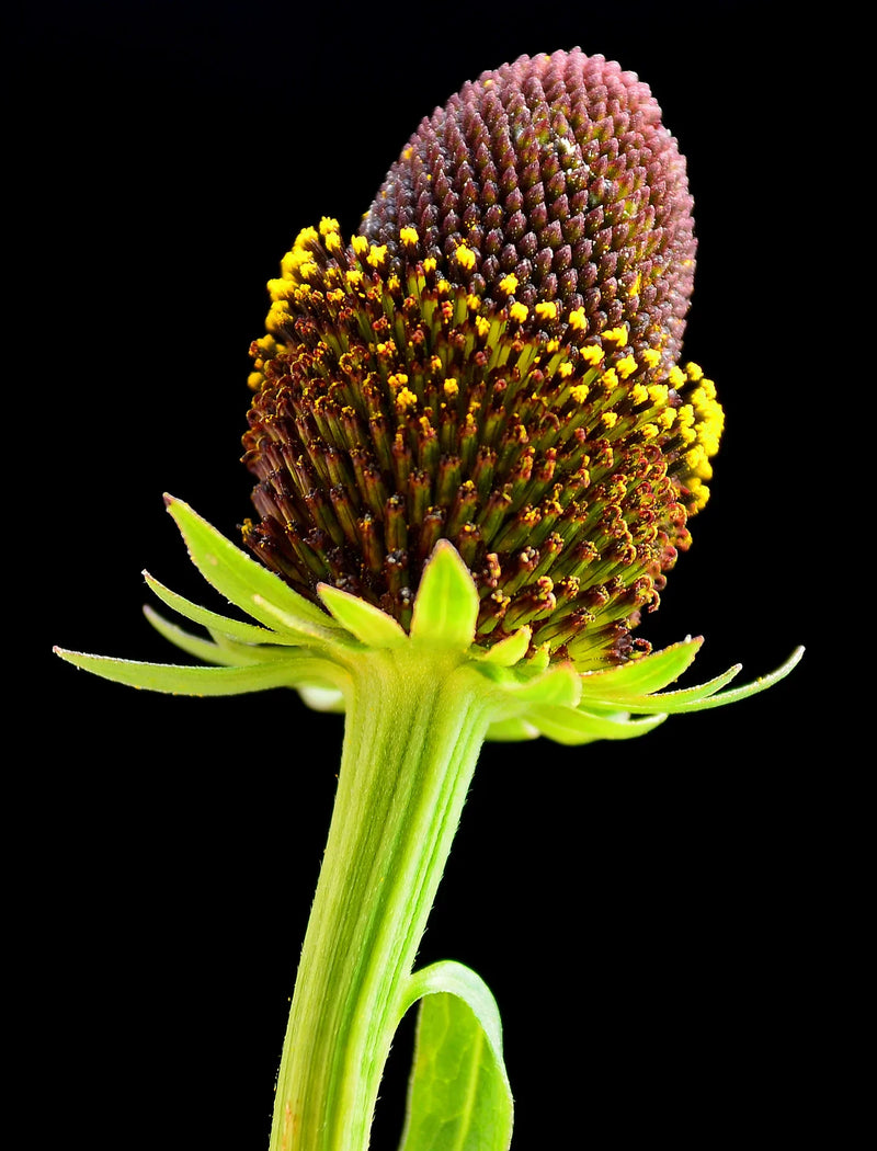 Western Coneflower (Rudbeckia occidentalis) Green Wizard Rayless Naked Chocolate Black Flower Herb Seeds