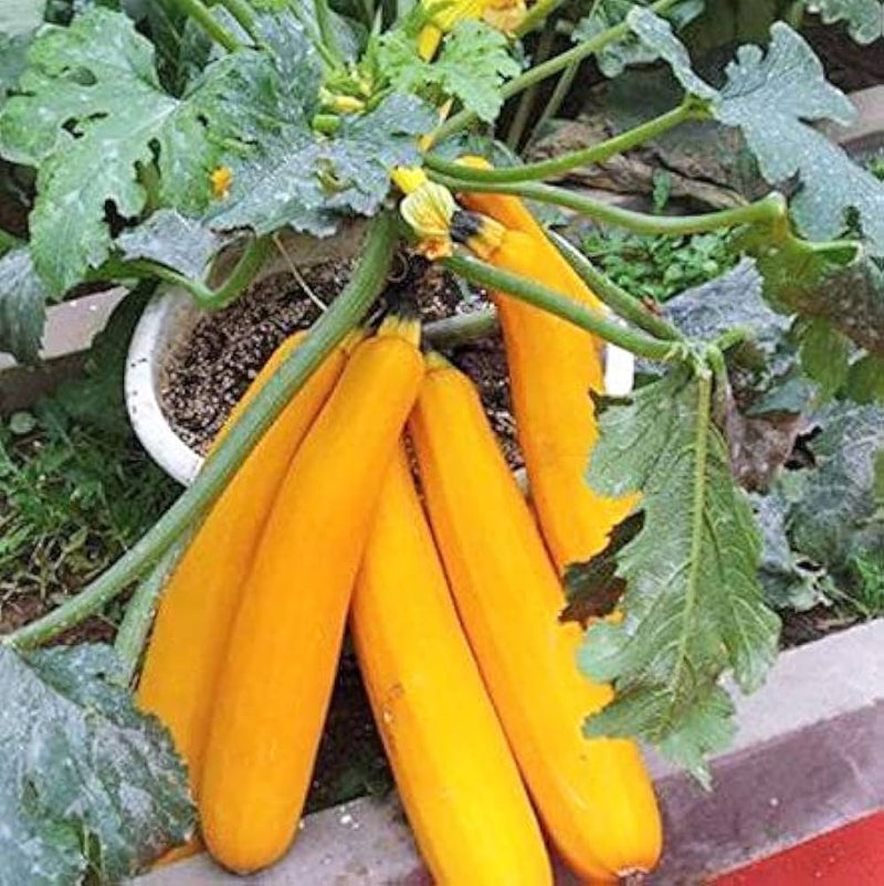 Cucurbita maxima Spaceship Squash seeds for planting in vegetable patch and urban farm