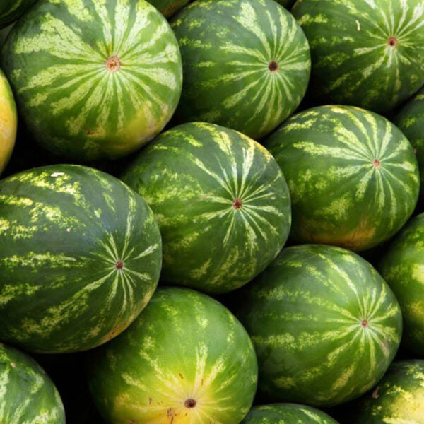 High-Quality Watermelon Seeds for Fruit Planting