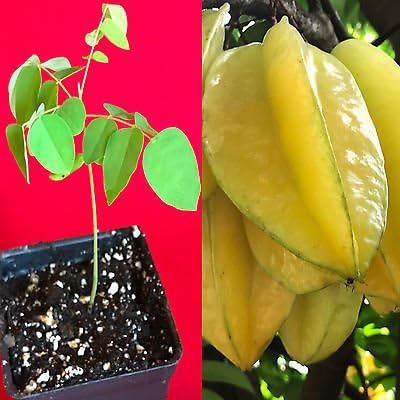 Star fruit seed germinating in soil