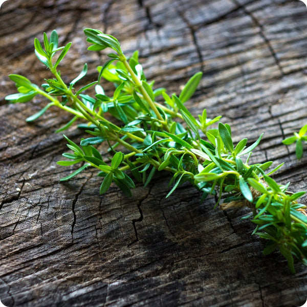 Summer Savory seeds Satureja hortensis aromatic green plant